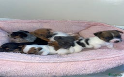 Jack Russell dogs for sale: Beautiful jackrussels pup - Image 9