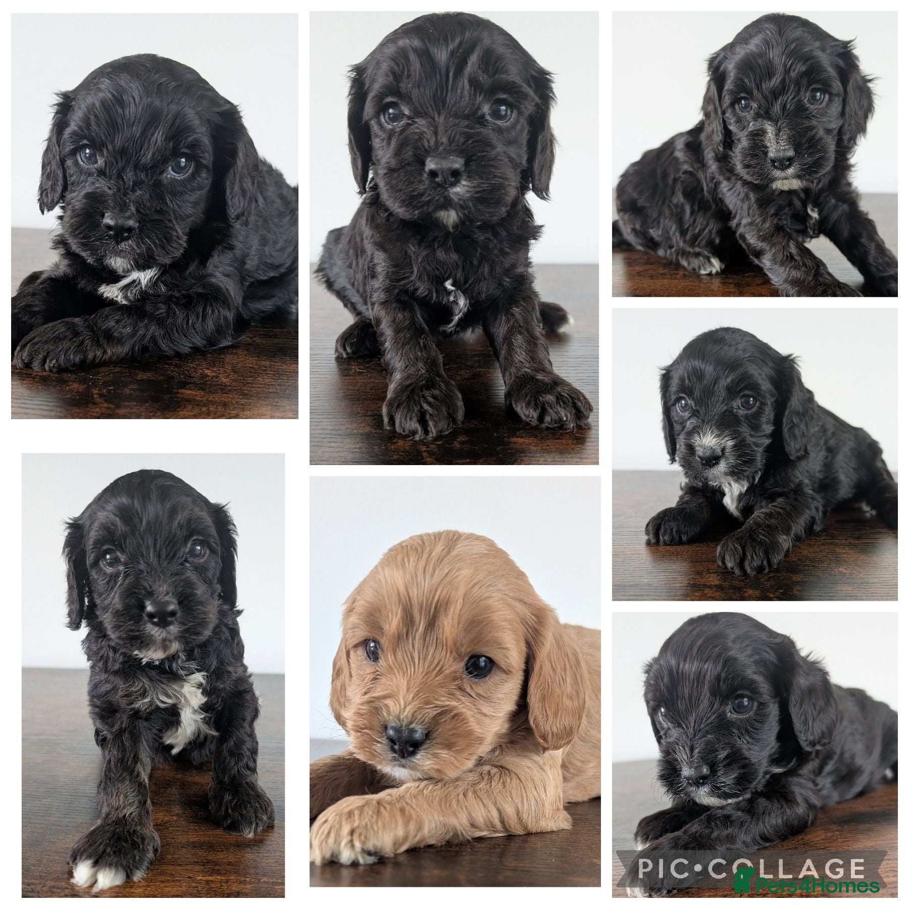 Cavapoo dogs Beautiful & Quality DNA Clear F1 Cavapoo puppies  - Advert 1