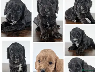 Cavapoo dogs Beautiful & Quality DNA Clear F1 Cavapoo puppies - Advert 1
