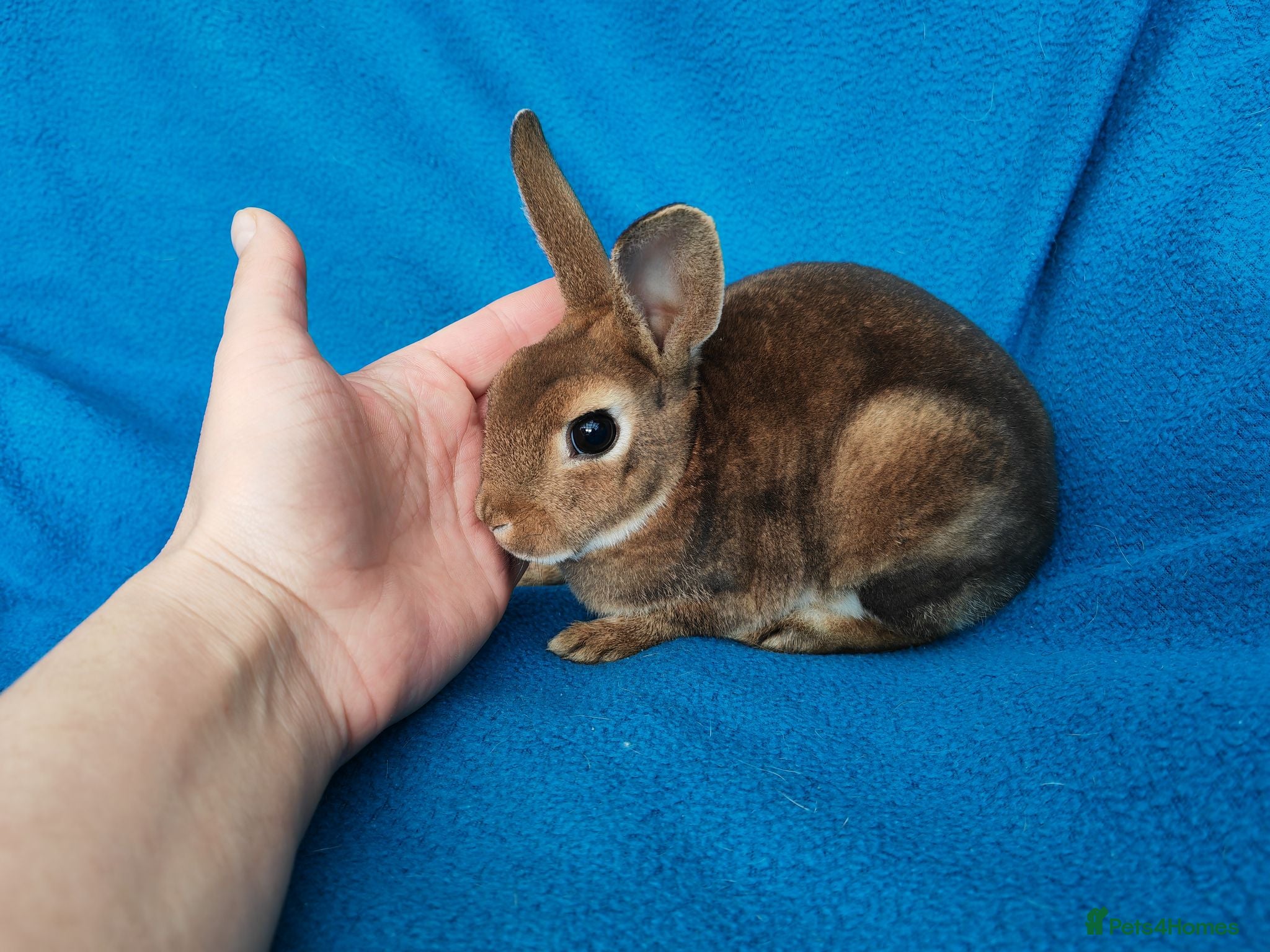 Rex rabbits Mini rex rabbits - Advert 10