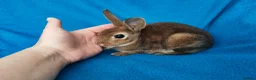 Rex rabbits for sale: Mini rex rabbits - Advert 1