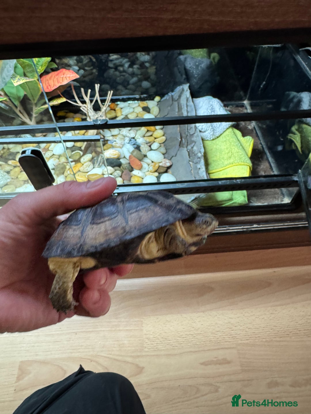 Turtle reptiles for sale: African dwarf mud turtles  - Advert 1