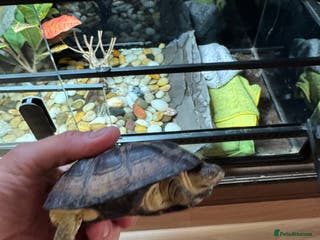 Turtle reptiles African dwarf mud turtles - Advert 2
