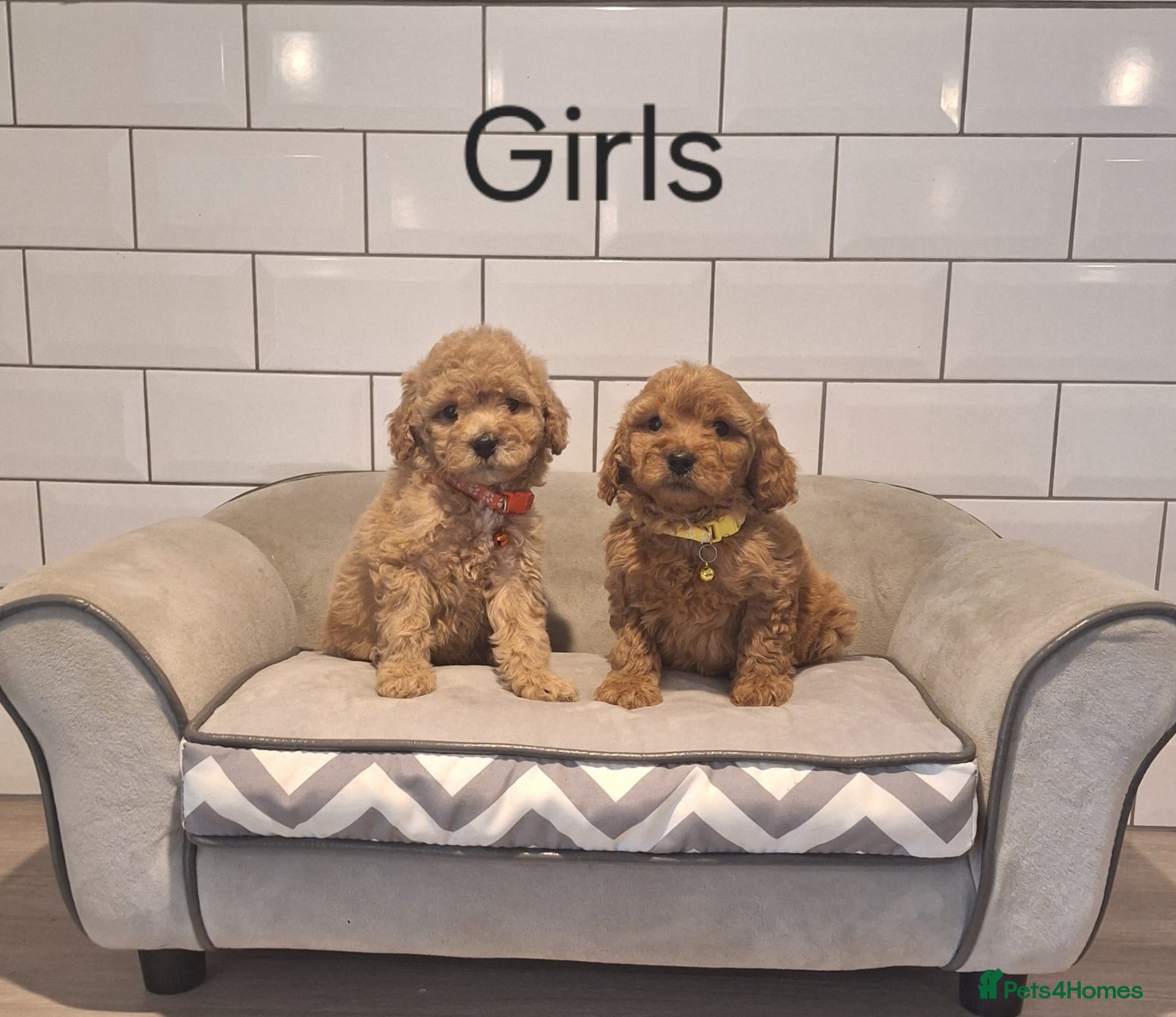 Cavapoochon dogs for sale: Beautiful Cavapoochons puppies 🤩 - Advert 2