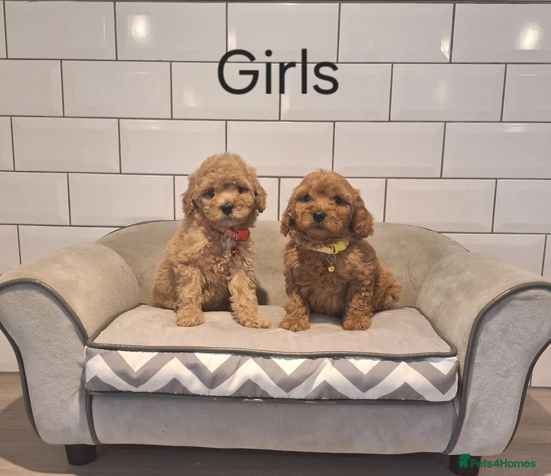Cavapoochon dogs for sale: Beautiful Cavapoochons puppies 🤩 - Advert 2