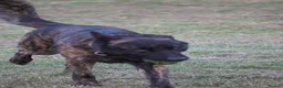 Belgian Shepherd Dog dogs for sale: DH male  - Advert 7