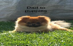 Pomeranian dogs for sale: Boy Pomeranians  - Advert 9