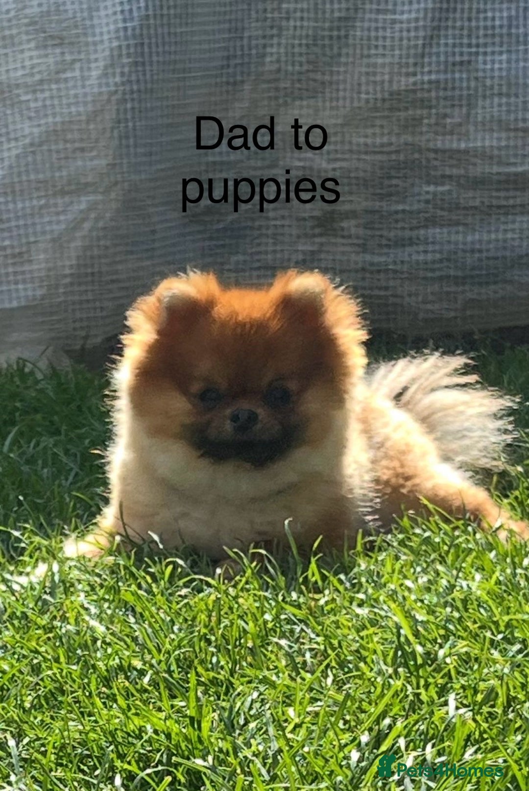 Pomeranian dogs for sale: Boy Pomeranians  - Advert 9