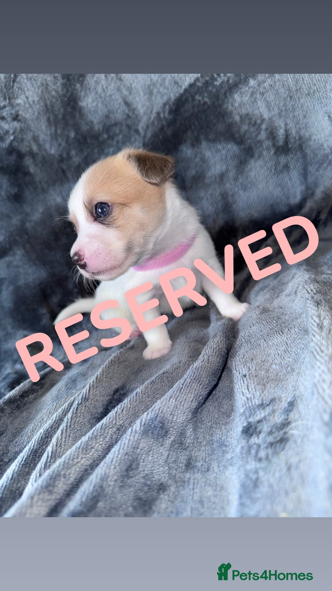Mixed Breed dogs for sale: 2 MALEs LEFT. Ready to leave. Jack Russell cross - Image 8