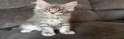 Maine Coon cats for sale: Ready to go on 13/8 XL Maine coons  - Advert 4