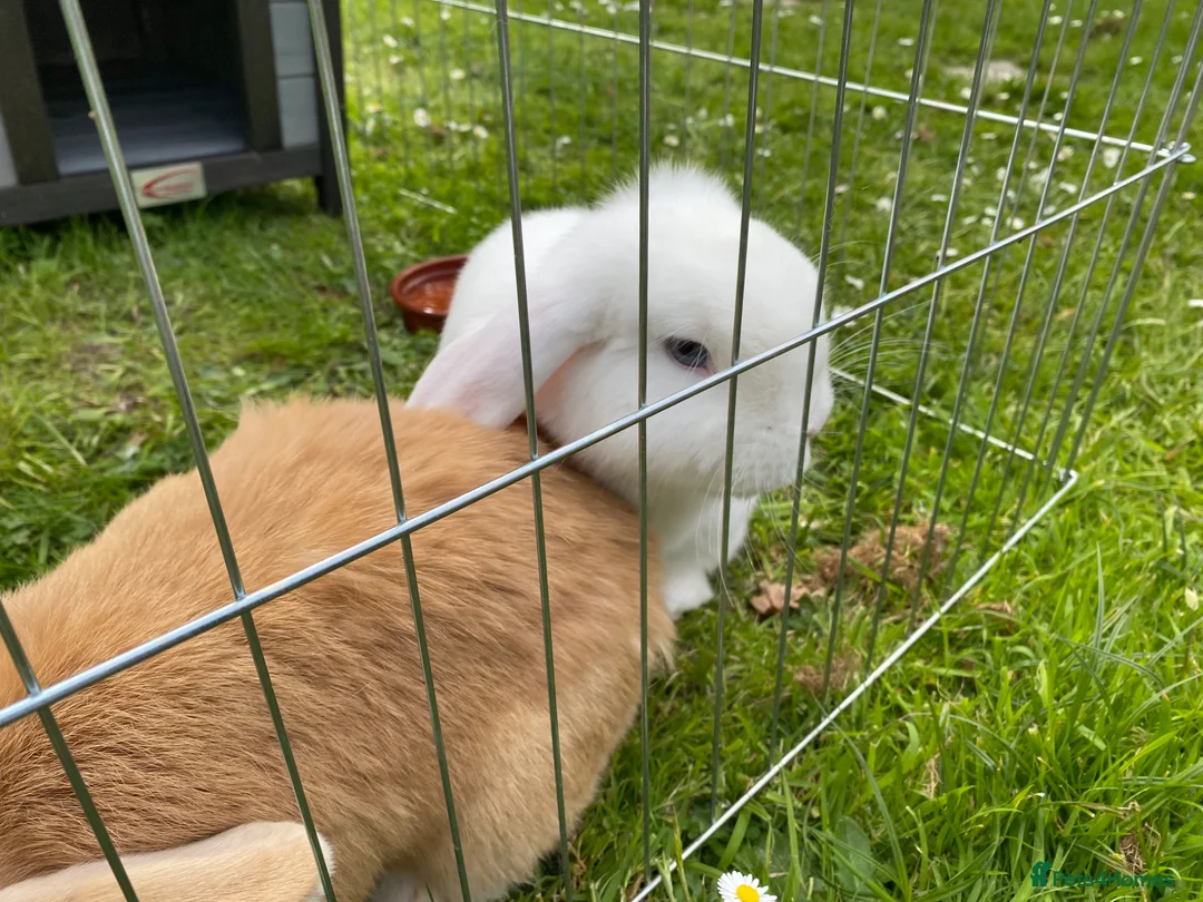 Dwarf Lop rabbits for sale: Carrot and Parnsip Dwarf Lop Rabbits - Advert 2
