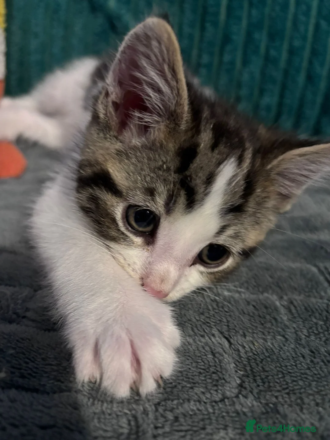 Mixed Breed cats for sale: Boy kitten - Advert 10