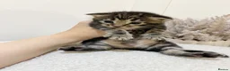 Mixed Breed cats for sale: MAINECOON X BENGAL KITTENS  in Airdrie - Advert 14