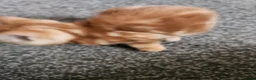 Mixed Breed cats for sale: Ginger kitten female - Advert 6