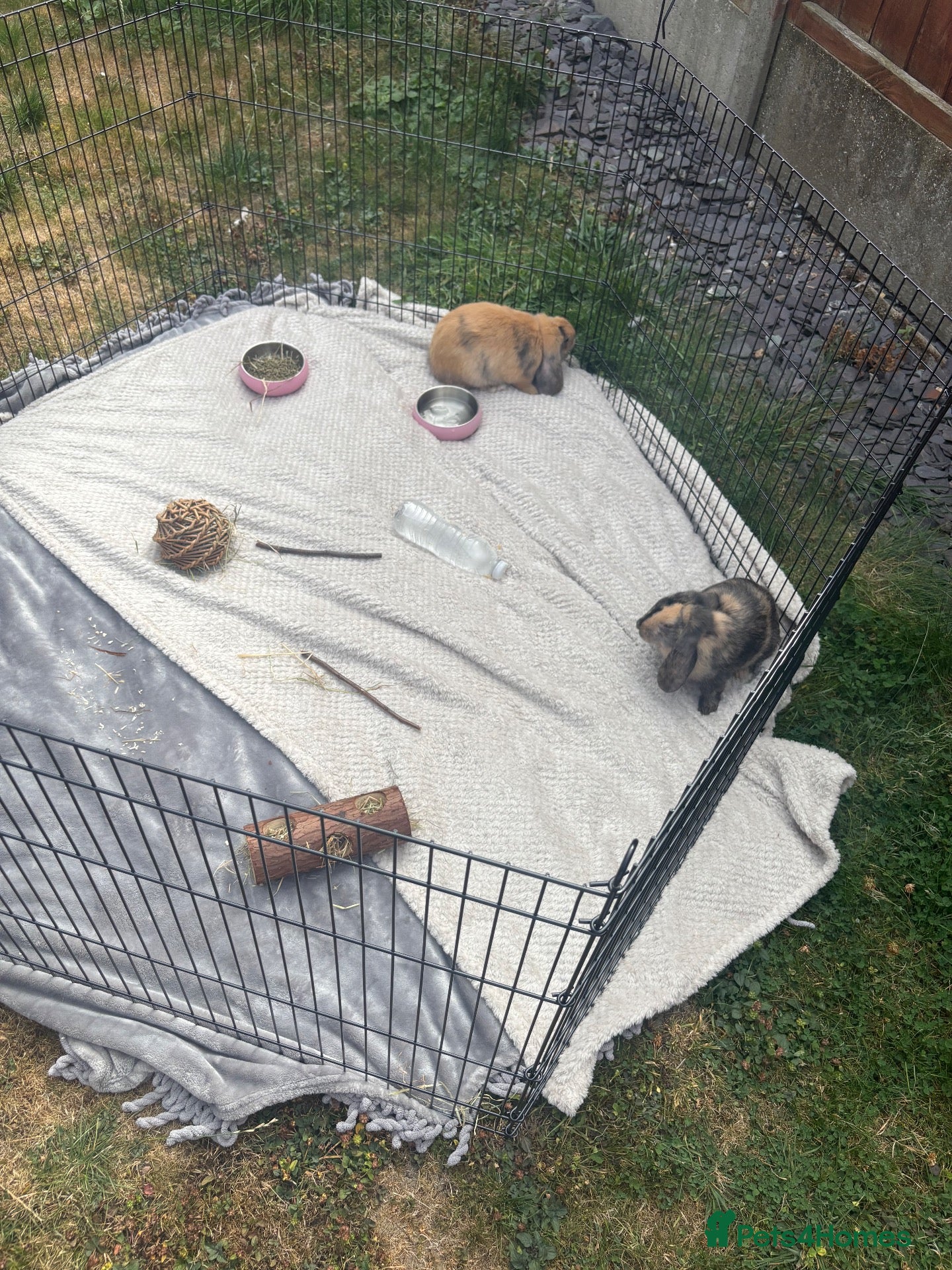 Mixed Breed rabbits 2 rabbits for sale  - Advert 1