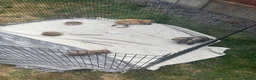 Mixed Breed rabbits for sale: 2 rabbits for sale  in Nuneaton - Advert 1