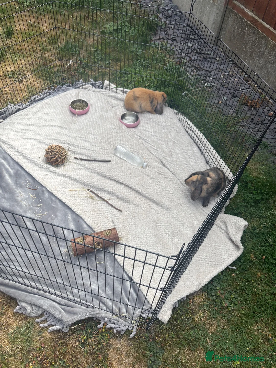 Mixed Breed rabbits for sale: 2 rabbits for sale  in Nuneaton - Advert 1