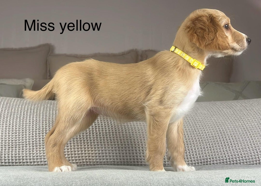 Irish Doodle dogs for sale: The perfect Doodle - Advert 23