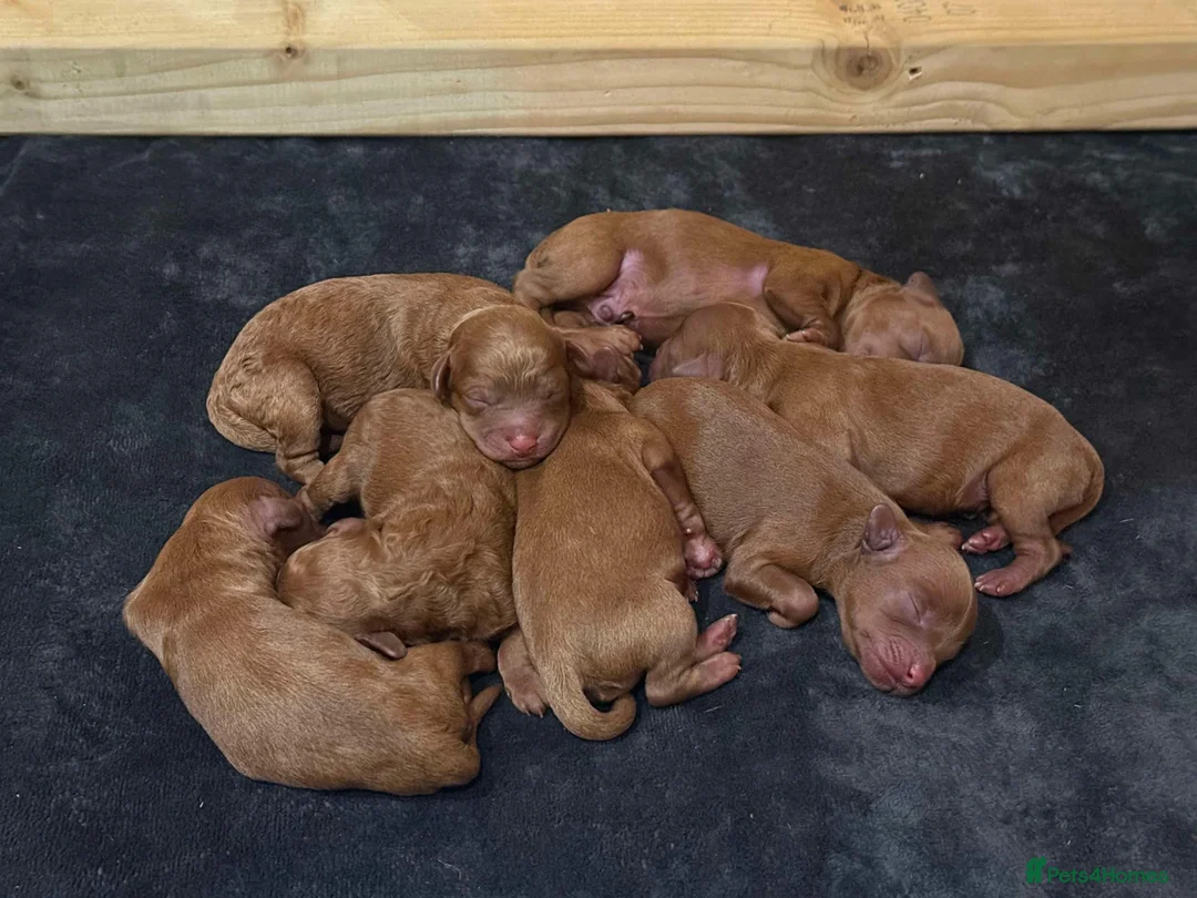 Toy Poodle dogs for stud: Health tested fox red toy poodle stud  in Stevenage - Advert 30