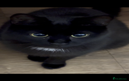 Bombay cats for sale: Beautiful black Bombay siblings  - Image 6