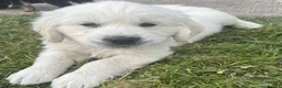 Golden Retriever dogs for sale: Stunning Goldie's looking for there forever homes - Advert 4