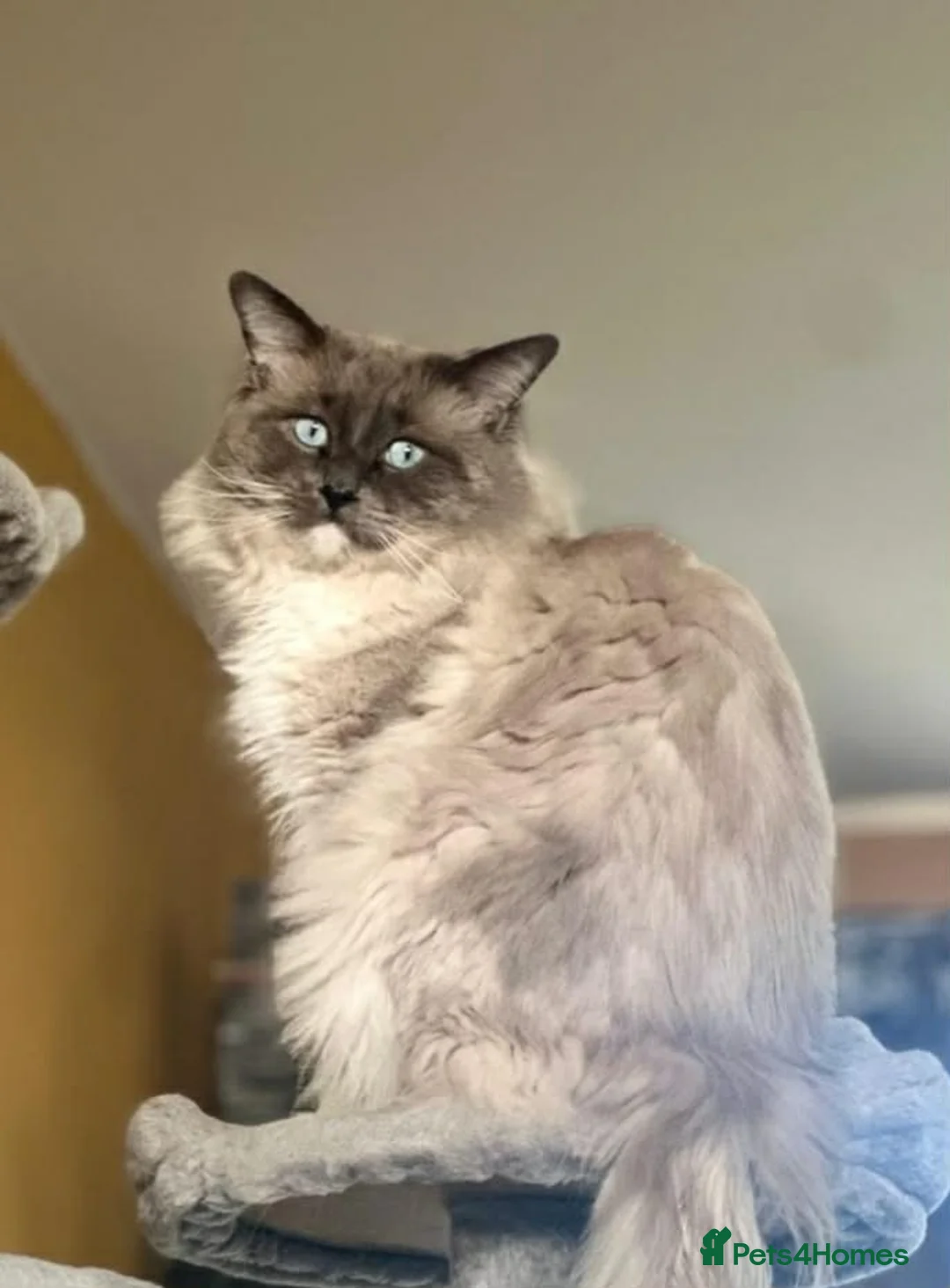 Ragdoll cats for sale: Purebreed Ragdoll kittens - Advert 16