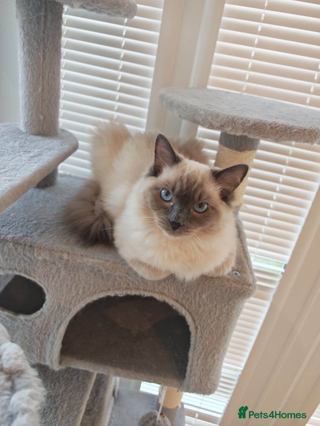 Ragdoll cats for sale: Bonded pair of male ragdolls - Advert 3
