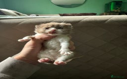 British Shorthair cats for sale: Tica reg cinnamon kittens  - Image 2
