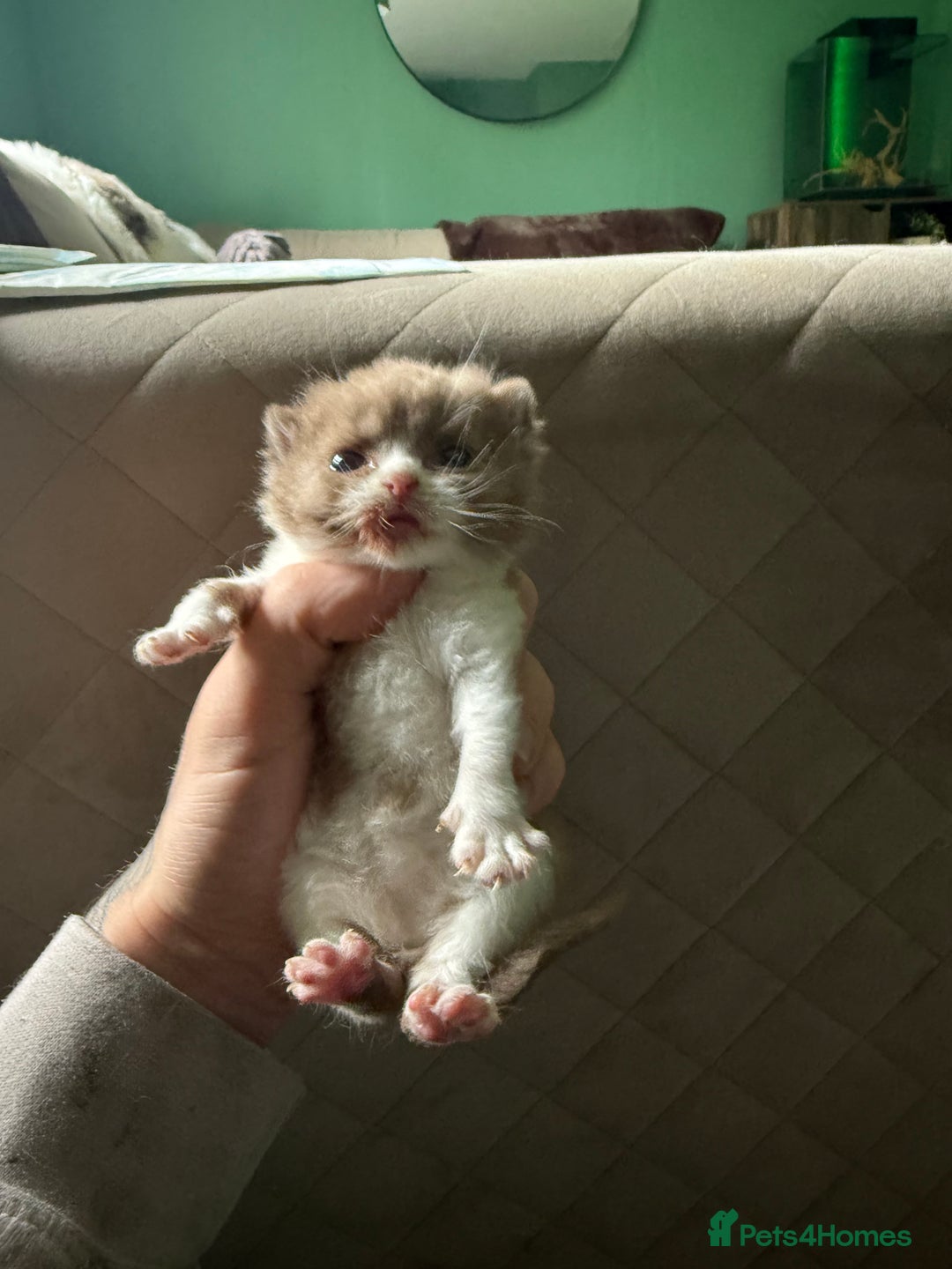 British Shorthair cats for sale: Tica reg cinnamon kittens  - Image 2