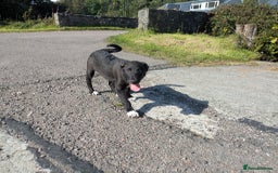 Border Collie dogs for sale: Female border Collie  - Image 3