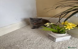 British Shorthair cats for sale: GCCF chunky blue British shorthair kittens😻🐾 - Image 17