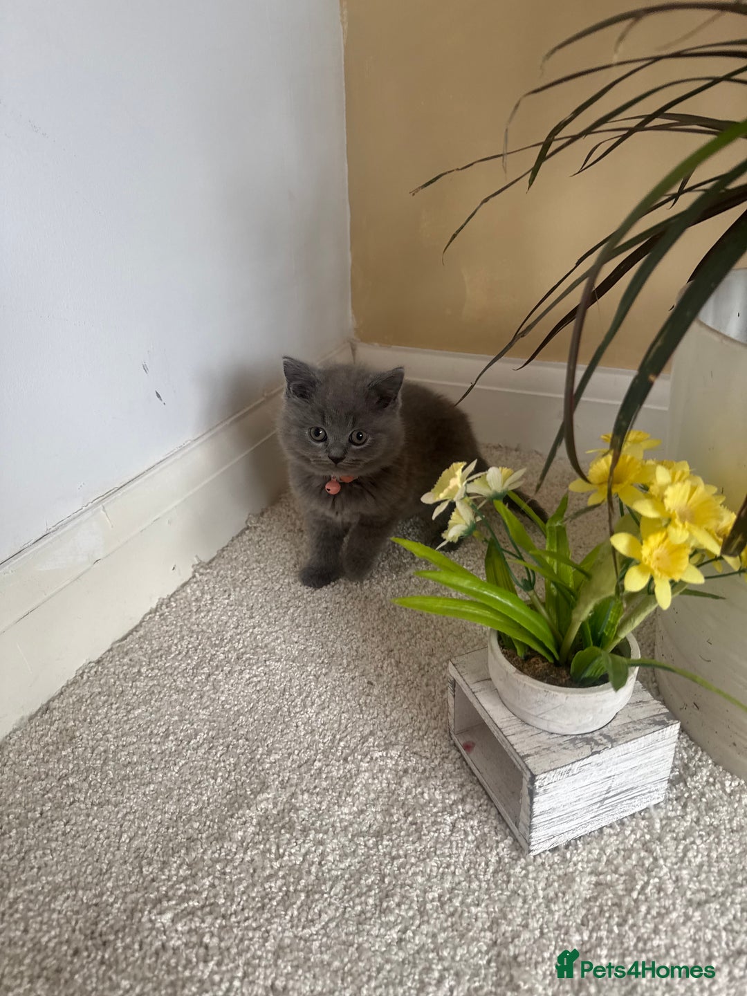 British Shorthair cats for sale: GCCF chunky blue British shorthair kittens😻🐾 - Image 17