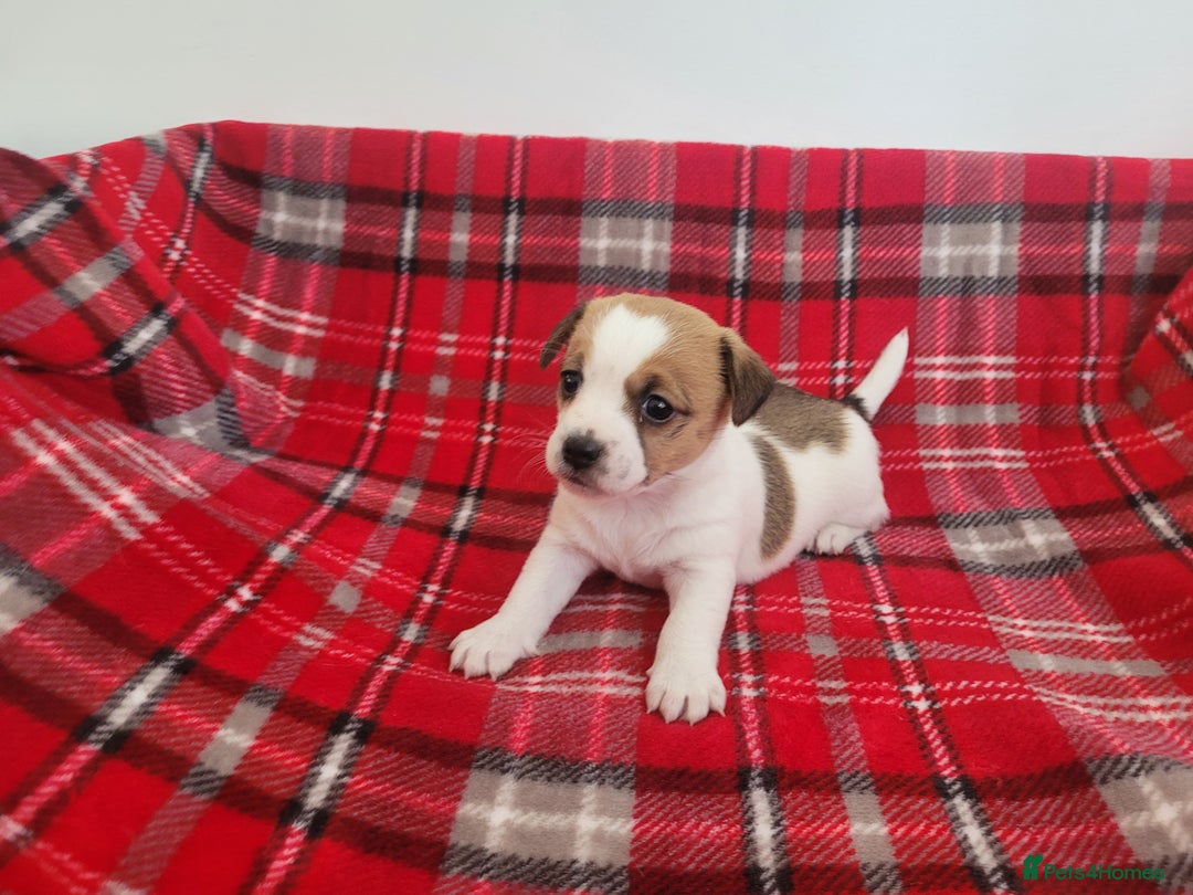 Mixed Breed dogs for sale: Jack Russell 3/4 1/4 chihuahua - Advert 10