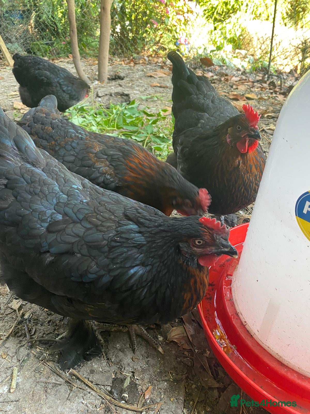 Chickens poultry Burford Brown Hybrid Pullets - Advert 1