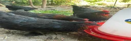 Chickens poultry for sale: Burford Brown Hybrid Pullets in Kenilworth - Advert 1