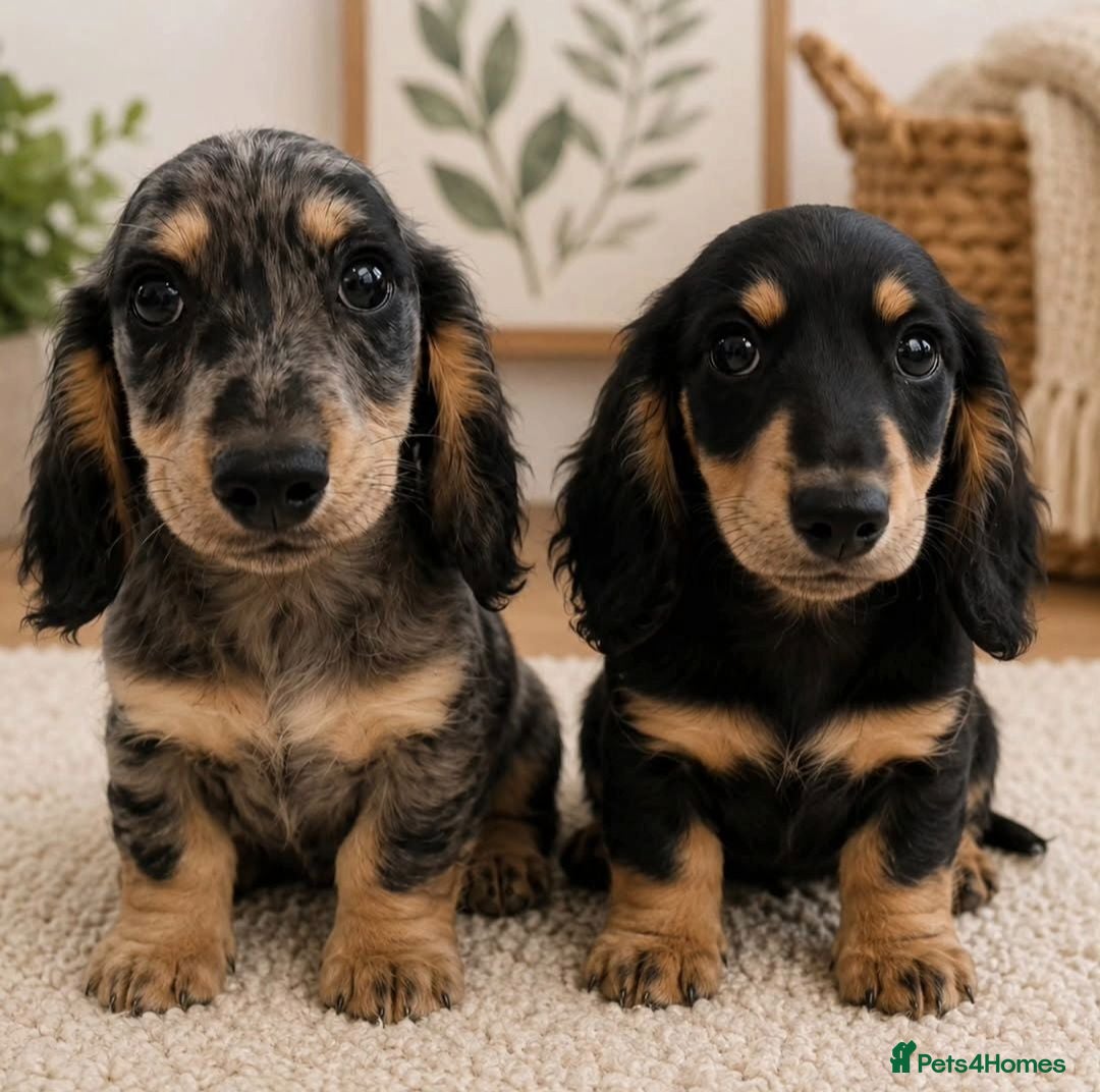Miniature Dachshund dogs Stunning KC Long hair daxi. 5* breeders  - Advert 1