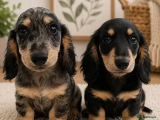 Miniature Dachshund dogs for sale: Stunning KC Long hair daxi. 5* breeders - Advert 3