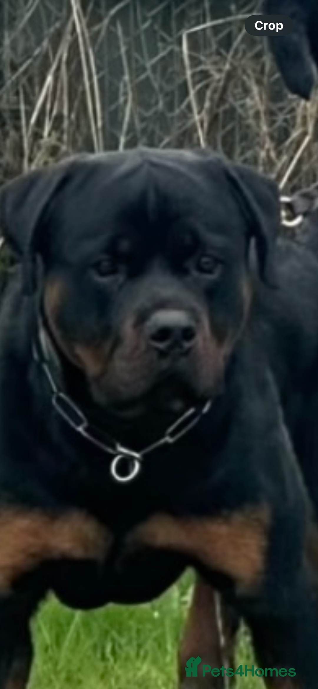 Rottweiler dogs for sale: Outstanding litter of Rotweiller Puppies  - Image 5