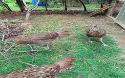 Pheasants poultry for sale: Temmincks Tragopan - Image 3