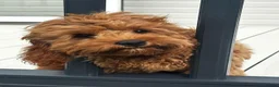 Cavapoo dogs for sale: Red toy Cavapoo puppies - Advert 16