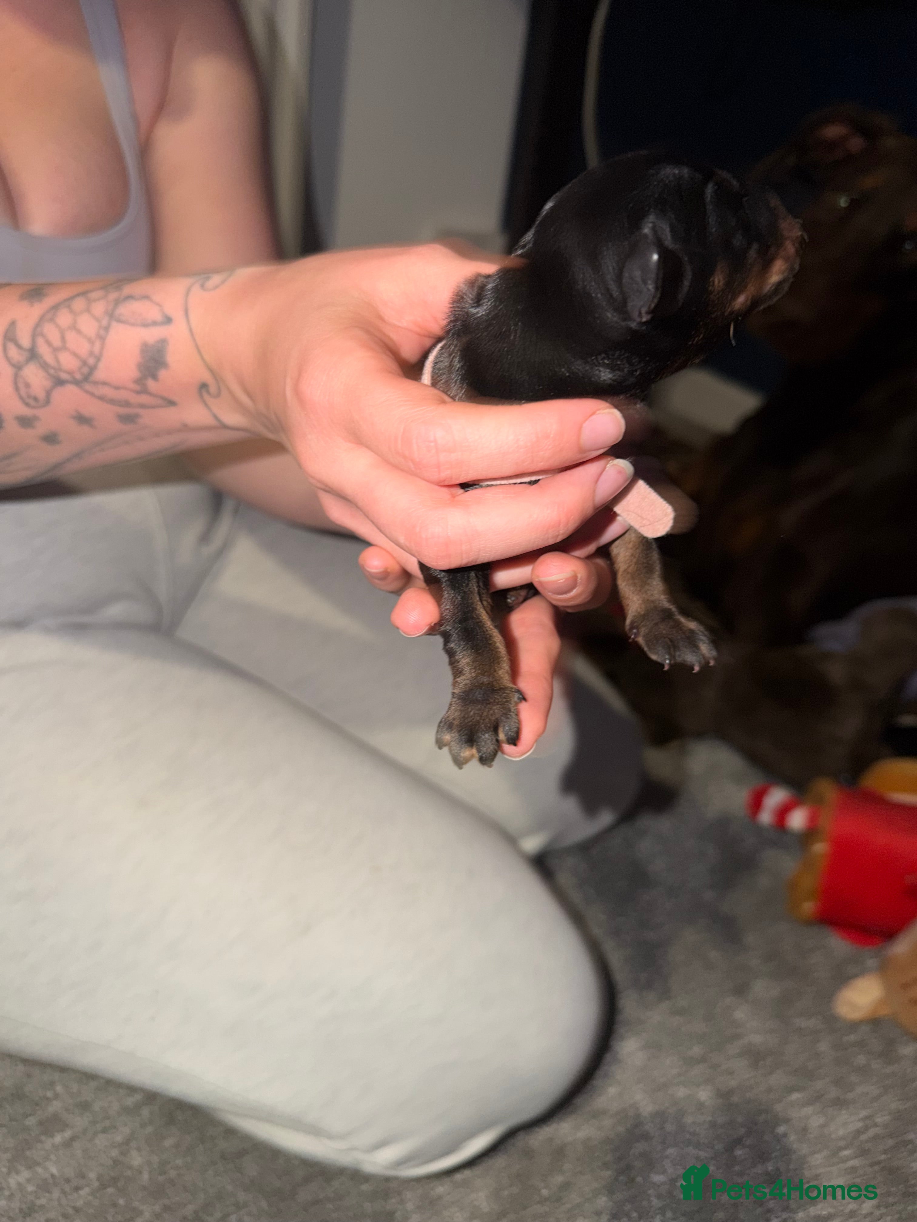 Dobermann dogs for sale: 6 Beautiful Doberman Puppies - Advert 6