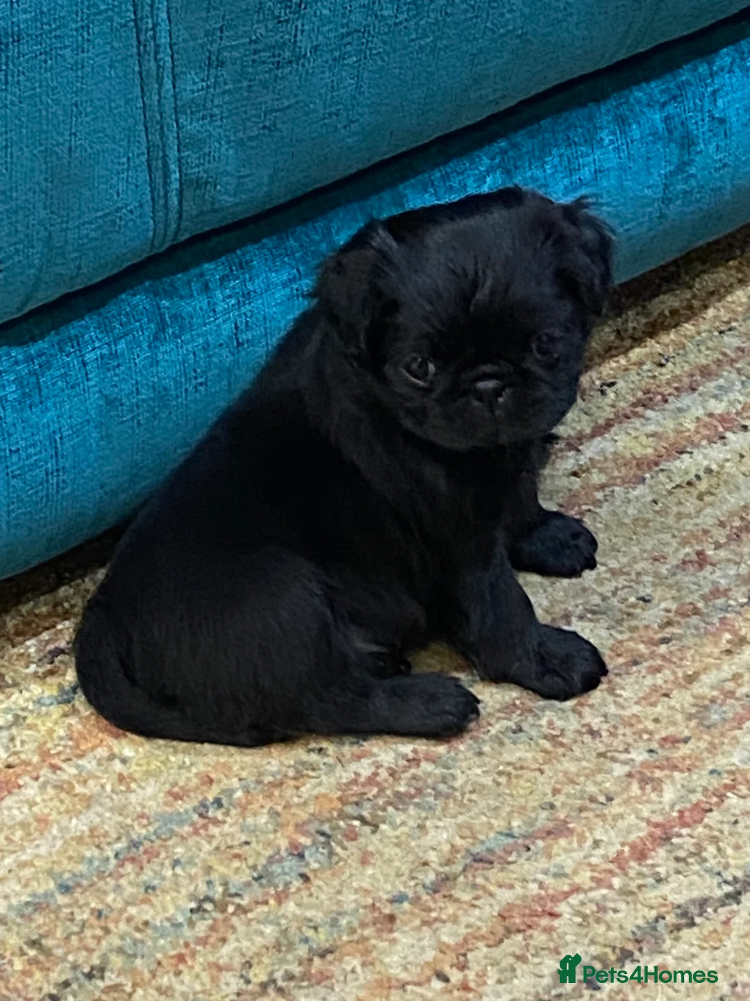 Pug dogs for sale: Beautiful little girl - Advert 2