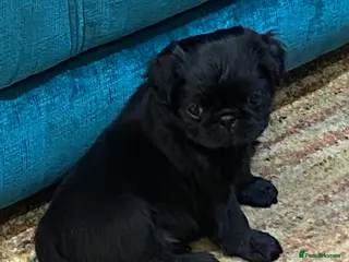 Pug dogs Beautiful little girl - Advert 10