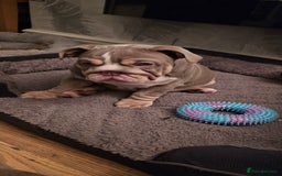 English Bulldog dogs for sale: Final Female English Bulldog available - Image 19