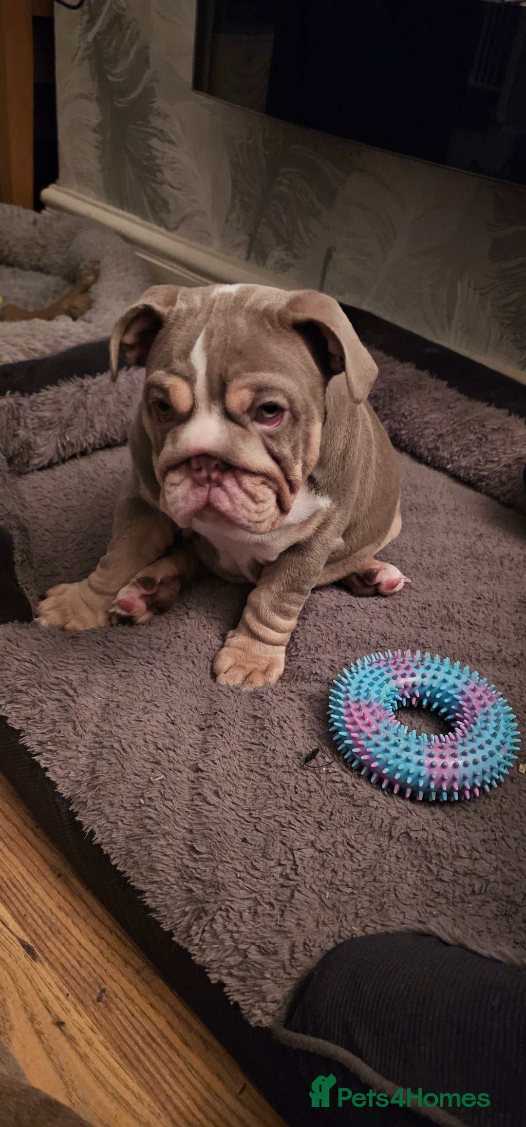 English Bulldog dogs for sale: Final Female English Bulldog available - Image 19