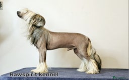 Chinese Crested dogs for stud: Julien INSOLITE FAMILIER import Pl  - Image 2