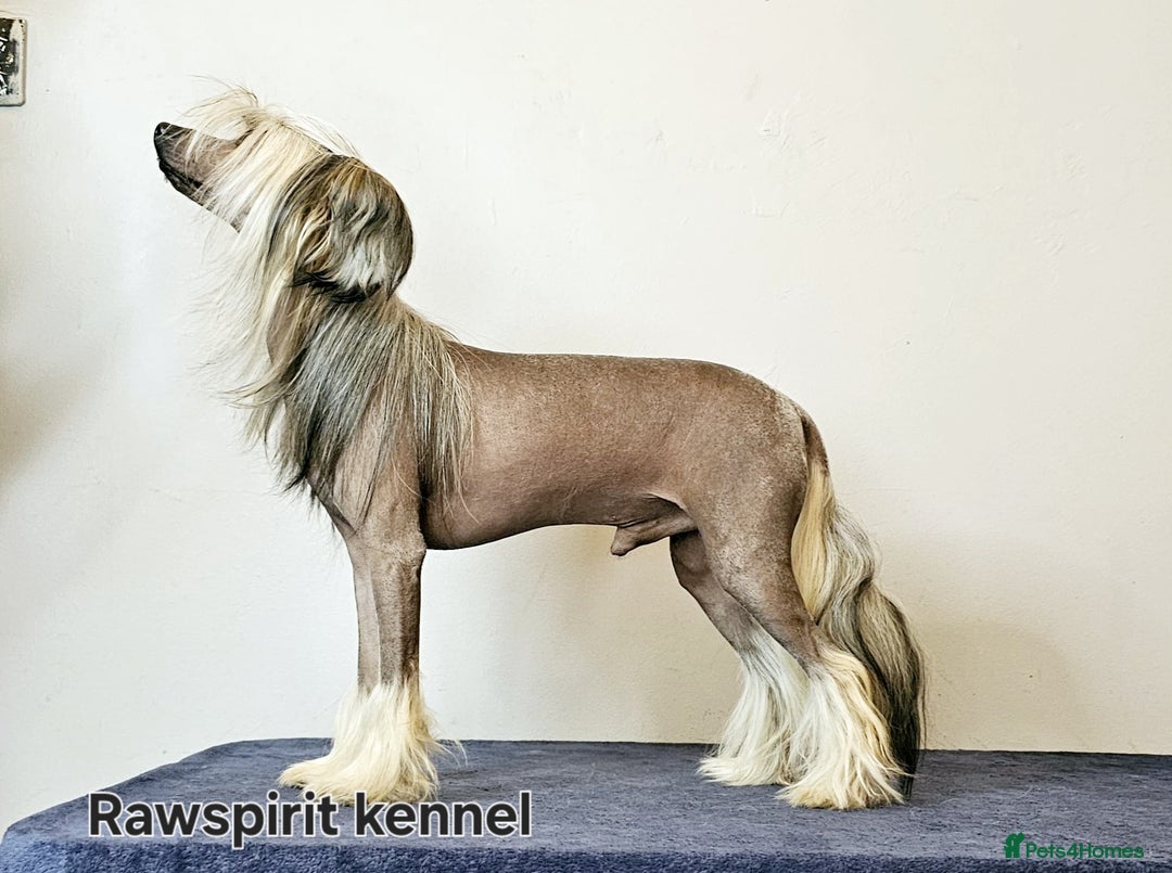 Chinese Crested dogs for stud: Julien INSOLITE FAMILIER import Pl  - Image 2
