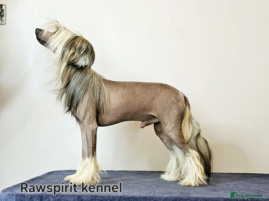 Chinese Crested dogs for stud: Julien INSOLITE FAMILIER import Pl  - Advert 2