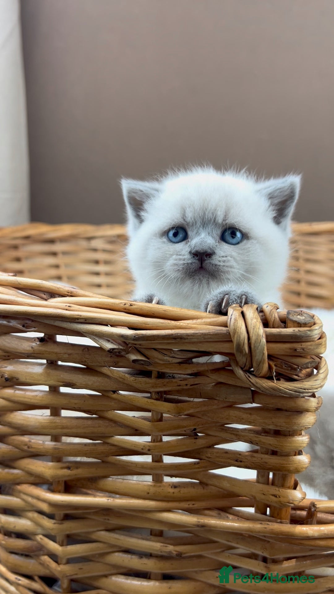 British Shorthair cats for sale: GCCF Health tested British Shorthaired kittens - Image 15