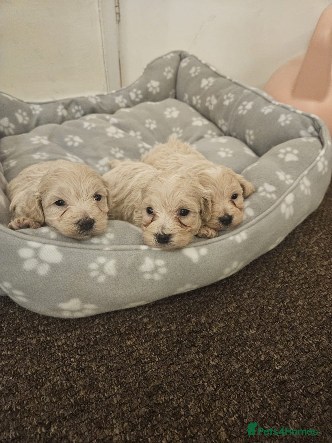 Maltipoo dogs for sale: Korean maltipoo luxury teddy 3 boys  - Advert 1